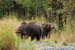 KODIAK ours 005