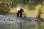 KODIAK ours 021