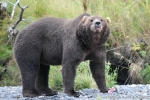 KODIAK ours 020